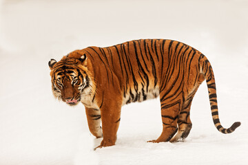 male Malayan tiger (Panthera tigris jacksoni) Malayan tiger (Panthera tigris jacksoni) treading...