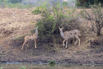 Greater kudu african antelope drinking  in Kruger Park
