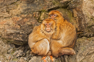 macaques (Macaca) two monkeys are warming up in the freezing weather in a rock overhang