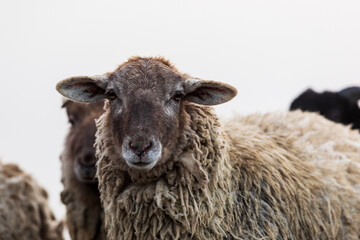 portrait of a sheep very close up, one of the flock
