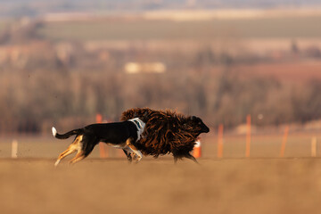 female Smooth Collie consistently goads the sheep