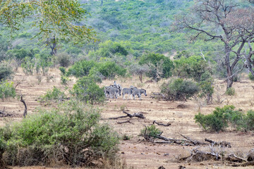 zebra group drinking at the pool in kruger park south africa