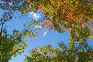 上を見上げたら