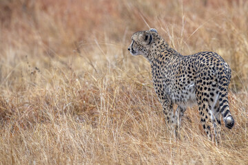 cheetah while hunting in kruger park south africa