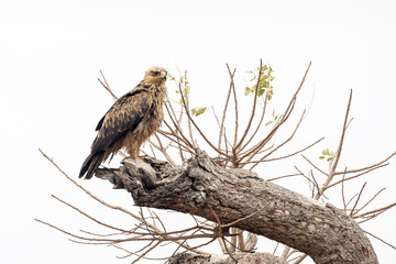 tawny eagle in kruger park south africa isolated on white