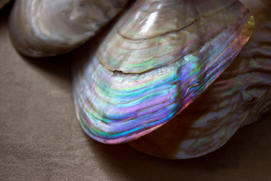 An iridescent shimmer of blue on a Margaritifera mother-of-pearl shell. Clams of freshwater pearl mussels. Beautiful refraction of light. Illusion. Decay of light into a spectrum.