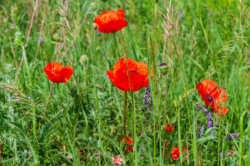 Scarlet poppy among the field grasses. The scarlet poppy contrasts with the green grass.
