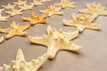Fototapeta na wymiar Protoreaster nodosus, commonly known as the horned starfish or chocolate starfish Dried, yellow. Big and small. On a beige background.