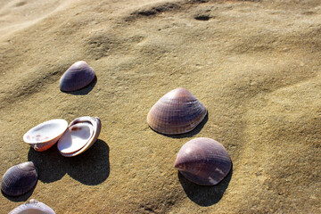 Сockles brown is an edible marine bivalve mollusk. They belong to the family Cardiidae. Small shells are brown on the outside and white on the inside. They lie on the stone.