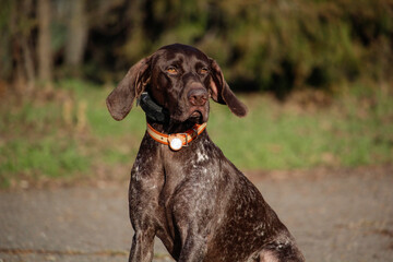 German shorthaired pointer. Kurzhaar. Hunting dog portrait