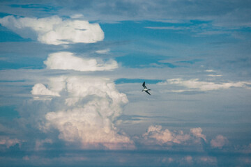 fly
