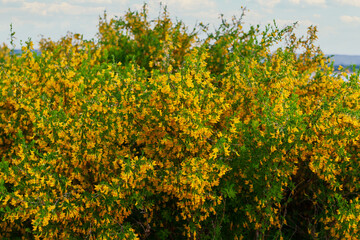 Fototapeta na wymiar Lush flowering of caragan.