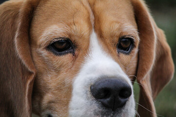 Portrait cute face Beagle dog. closeup Beagle