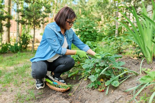 Woman using gardening tools, shovel to remove weeds from a bed with strawberry bushes.