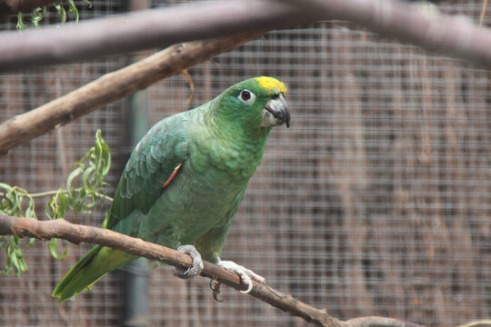 yellow-crowned amazon in a zoo in france