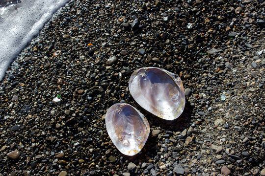 Margaritifera is a genus of bivalve mollusks from the Unionoida order of the Margaritiferidae family, freshwater pearl mussels. Polished with iridescent mother-of-pearl. Brown, beige.