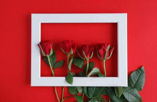 Red roses in a white photo frame for Valentine's Day, marriage proposal engagement, birthday, anniversary, wedding, Mother's Day. Love composition on red background.
