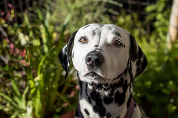 Close-up of a young dalmatian dog with a sweet and attentive look in a natural environment. White dog with black spots on green background.
