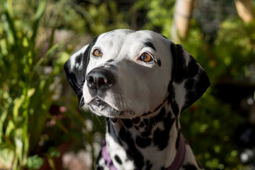 Close-up with selective focus of young dalmatian dog with attentive look on natural green background. White dog with black spots, 101 dalmatians movie star.