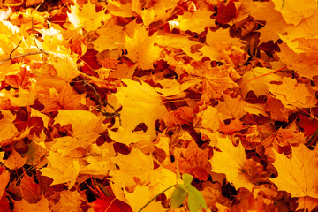 Autumn maple leaves. Autumn carpet of fallen yellow-orange maple leaves.