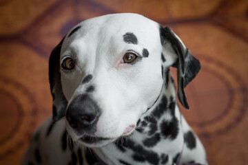 Lovely and cute young dalmatian dog look. Nice and beautiful domestic puppy. Portrait white dog with black spots. 101 dalmatian movie star.
