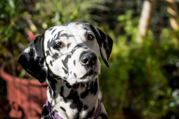 Portrait of young dalmatian dog under the shadows of plants. Friendly white dog with black spots on...