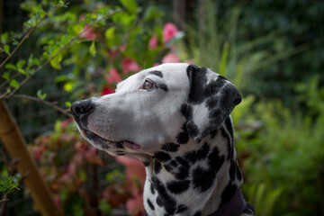 Profile portrait of young Dalmatian dog on cloudy day. Sweet look of a white dog with black spots with plants and flowers in the background.