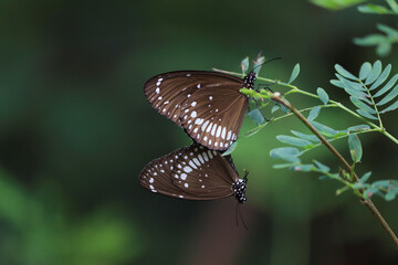 A closeup shot of a beautiful butterfly on the tree branch