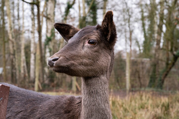A curious deer looking to the side, elegantly posing, close-up.