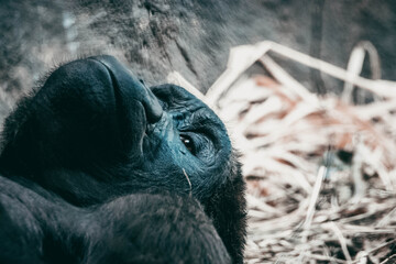 A closeup shot of a gorilla lying down in the grass