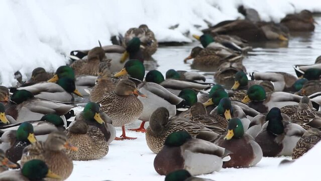 canard colvert sur un &eacute;tang en hiver
