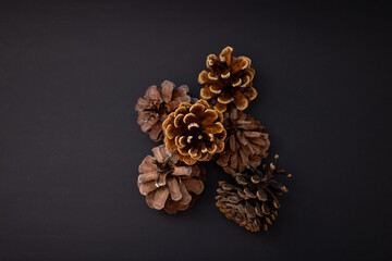 Christmas tree cone on a black background in detail