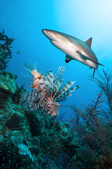 Fototapeta na wymiar Underwater image with sharks and lionfish.