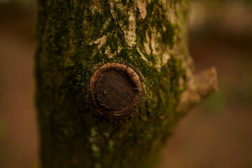 나무 표면 Tree Surface