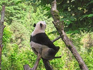 panda in the forest of India