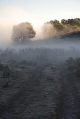 misty morning on the lake