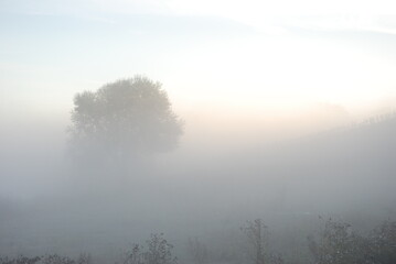 misty morning in the forest