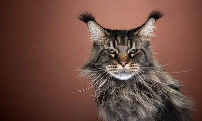 majestic black tabby maine coon cat portrait looking at camera seriously or angry on brown...