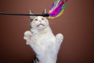 white calico maine coon kitten rearing up playing with colorful feather toy on brown background...