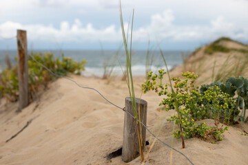 Closeup of grass in the dunes of Soulac sur Mer, France with the beach of the Atlantic Ocean in the background