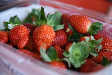 fresh sweet strawberry in Cameron Highlands