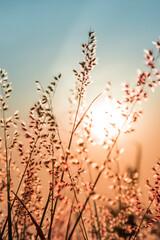 Pico do Gavião, Andradas, Minas Gerais, Brazil:  vegetation at sunset in Mantiqueira Mountain