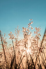 Obraz premium Pico do Gavião, Andradas, Minas Gerais, Brazil: vegetation at sunset in Mantiqueira Mountain