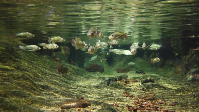 Underwater photography in a pond or river. Fish in shallow water.