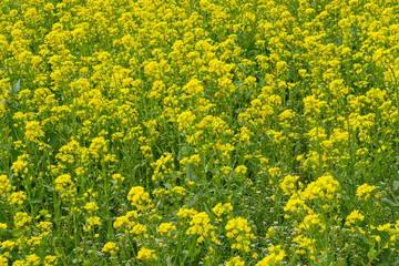 菜の花