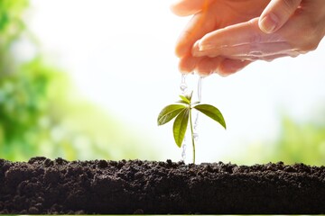 Farmer holding soil in hands. Farmer is checking soil quality before sowing wheat. Agriculture,...