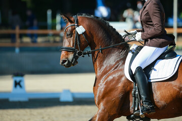 Brown dressage horse standing upright at the trot with forehead vertical, head portraits from the...