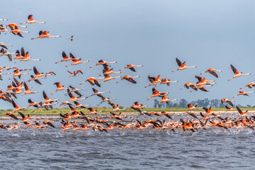 Flight of a big flock of Andean Flamingos, Phoenicoparrus andinus, from the Ansenuza Sea, Cordoba, Argentina.