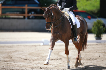 Dressage horse with rider during the test while lunging at a trot..