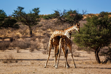 Two Giraffes doing necking parade in Kgalagadi transfrontier park, South Africa ; Specie Giraffa camelopardalis family of Giraffidae